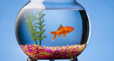 An image of a gold fish in a small round clear bowl with a single plastic green plant.