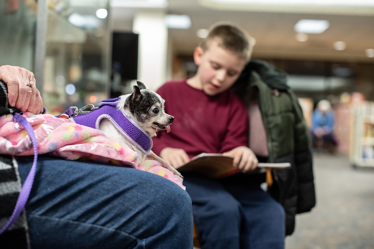 A child reading aloud to a dog in a harness in the library.